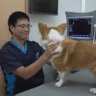 犬
